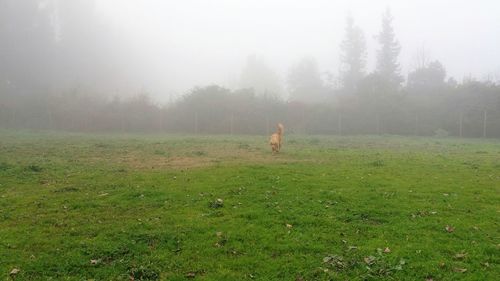 Scenic view of grassy field in foggy weather