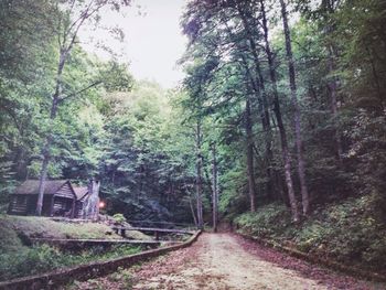 Trees in forest