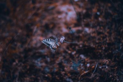 Close-up of butterfly on land