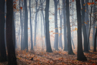 Trees in forest during autumn