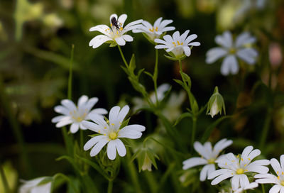 Close-up of white flowering plant