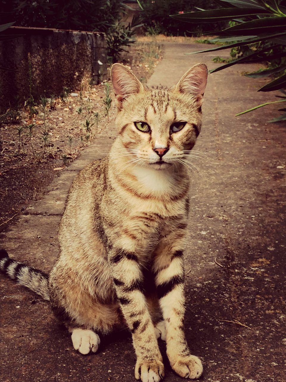 animal themes, one animal, domestic cat, mammal, cat, feline, portrait, whisker, pets, looking at camera, domestic animals, high angle view, alertness, outdoors, sitting, day, street, no people, front view, carnivora