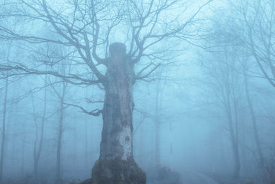 Bare trees in forest during winter