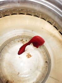 High angle view of strawberries in bowl