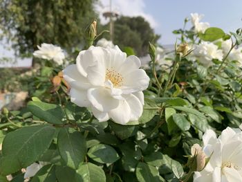 Close-up of white flowering plant