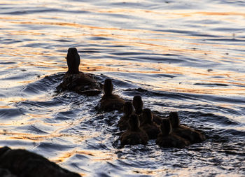 Black swan swimming in sea