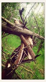 Close-up of tree trunk on field