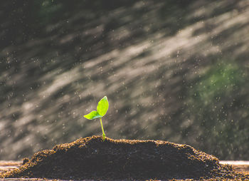 Close-up of sapling growing in soil