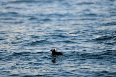 Bird swimming in sea