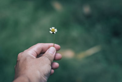 Close-up of hand holding flower