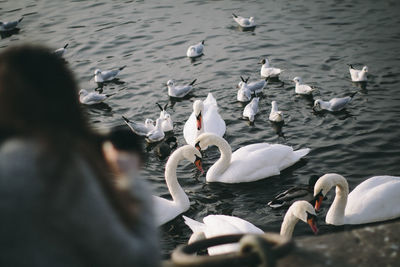 Swans in pond