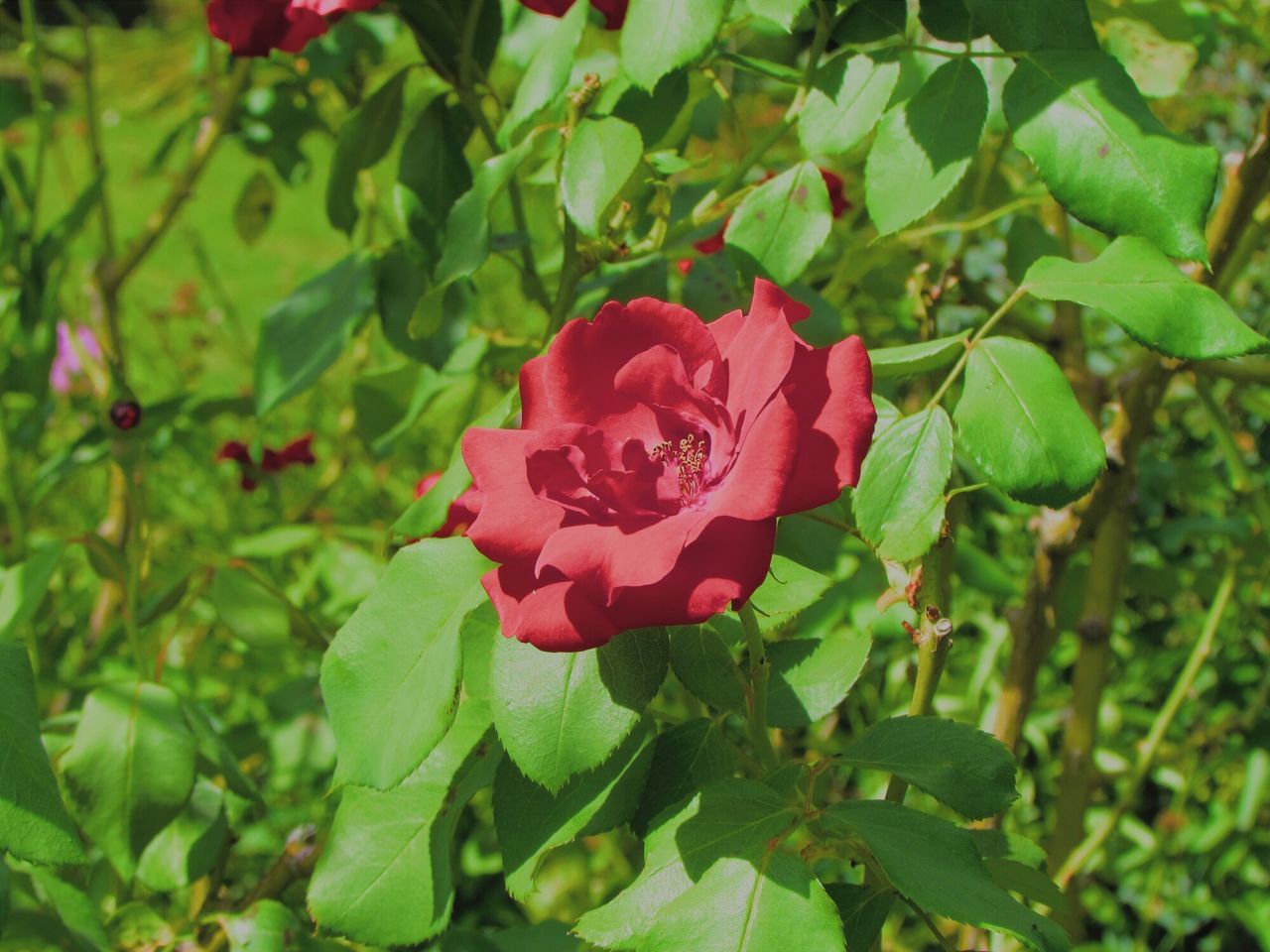 flower, petal, freshness, growth, fragility, flower head, leaf, beauty in nature, plant, blooming, nature, close-up, red, rose - flower, green color, pink color, single flower, focus on foreground, in bloom, high angle view