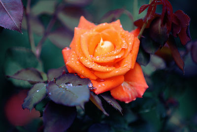 Close-up of rose