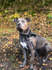 Portrait of a dog on field