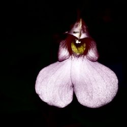 Close-up of flower over black background