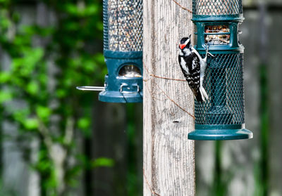 Wild birds feeding at the backyard feeder