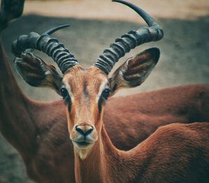 Close-up portrait of deer