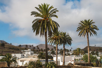 Palm trees against sky