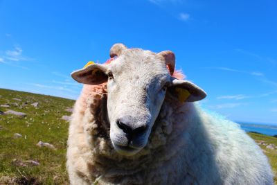 Portrait of cow against blue sky