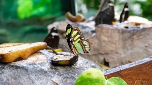 Close-up of butterfly on leaf