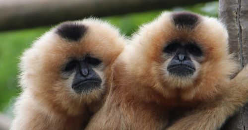 Close-up portrait of monkey