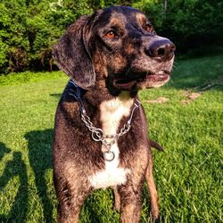 Dog looking away on field