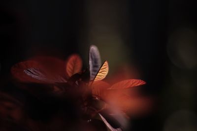 Close-up of purple flower