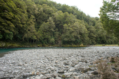 Scenic view of river flowing in forest