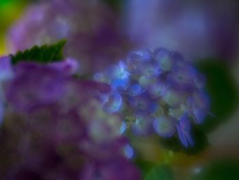 Close-up of purple flowers