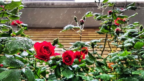 Close-up of red roses blooming outdoors