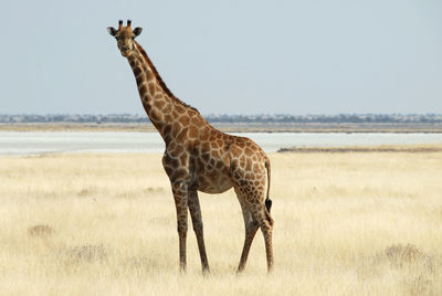 Giraffe standing on landscape against clear sky