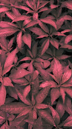 Full frame shot of red leaves