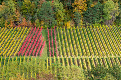 Scenic view of agricultural field