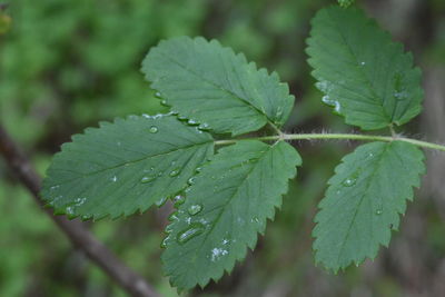 Close-up of wet plant leaves