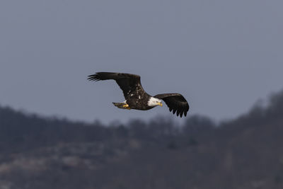 Low angle view of eagle flying in sky