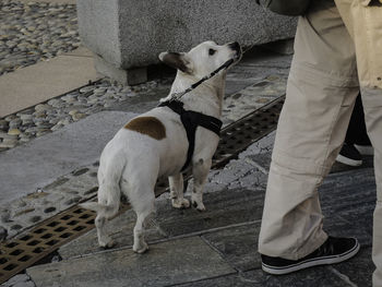 Low section of man standing with dog