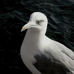 Close-up of bird in water