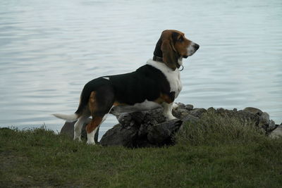 Dog on grass by water