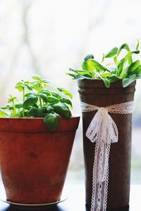 Potted basil plants against sky