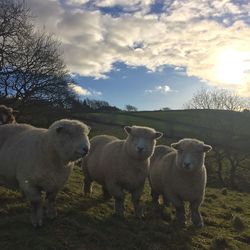 Sheep in a farm