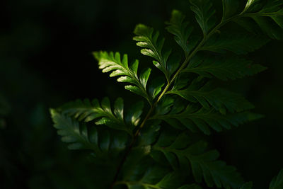 Close-up of fresh green leaves