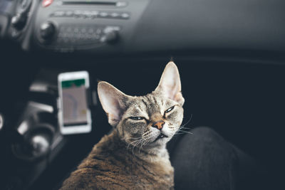 Close-up of a cat