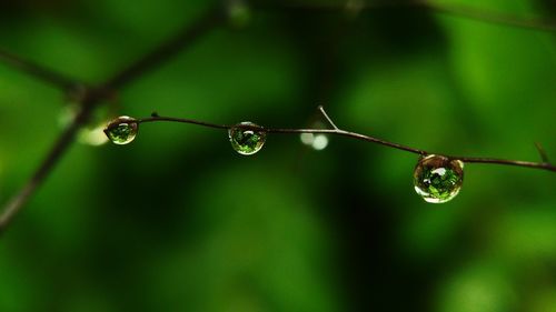 Close-up of water drops on twig