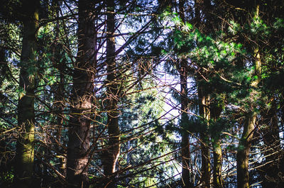 Low angle view of sunlight streaming through trees in forest