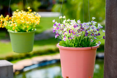 Close-up of potted plant