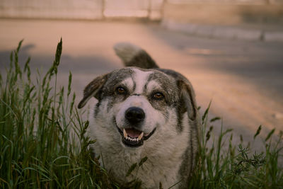 Portrait of dog in grass