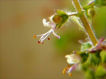 Close-up of insect on flower