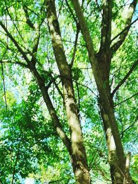 Low angle view of trees in forest