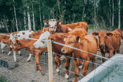 View of cows on tree