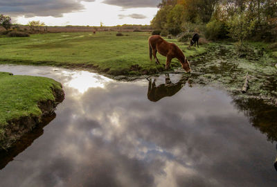 New forest pony drinking from a stream under a heavy autumn sky in the new forest national park.